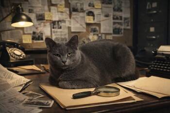 Domestic Short Hair Cats Available for Adoption - Ophelia | PetCurious