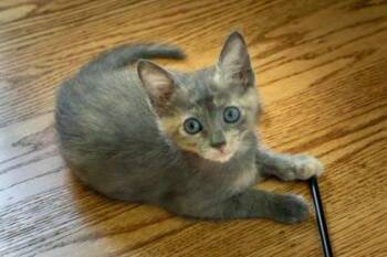 Cypress -  Domestic Short Hair Cat for Adoption in Roseville, California - Cypress | PetCurious
