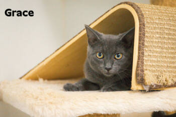 Rescue Domestic Short Hair Cats for Adoption in Tiger, Georgia - Grace | PetCurious