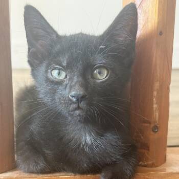 Blueberry -  Domestic Short Hair Cat for Adoption in Jarrettsville, Maryland - Blueberry | PetCurious