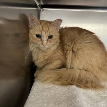 Melinda -  Domestic Long Hair Cat for Adoption in Goshen, Indiana - Melinda | PetCurious
