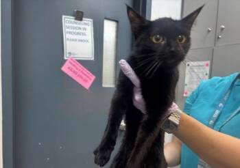 Uhaul -  Domestic Short Hair Cat for Adoption in New York, New York - Uhaul | PetCurious
