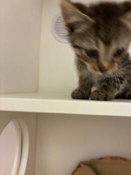 Tater -  Domestic Short Hair Cat for Adoption in Oxford, North Carolina - Tater | PetCurious