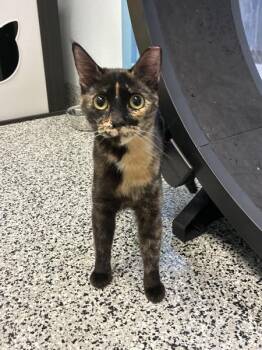 Domestic Short Hair Cats Available for Adoption - *Thelma* | PetCurious