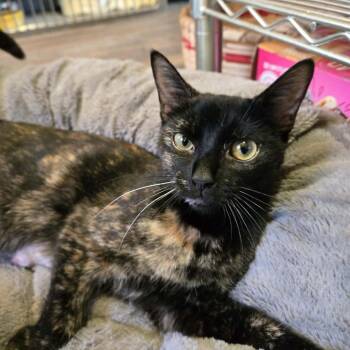 Tilly -  Domestic Short Hair Cat for Adoption in Park Falls, Wisconsin - Tilly | PetCurious