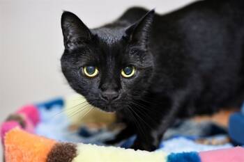 Rescue Domestic Short Hair Cats for Adoption in Fort Lauderdale, Florida - LUNA | PetCurious