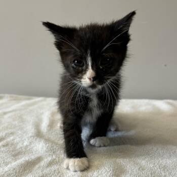IVHS-Stray-139769 -  Domestic Short Hair Cat for Adoption in San Gabriel, California - IVHS-Stray-139769 | PetCurious