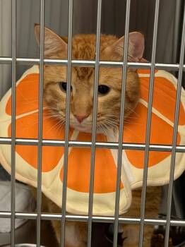 Phinney -  Domestic Short Hair Cat for Adoption in Yellowknife, Northwest Territories - Phinney | PetCurious