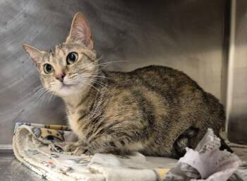 SEATTLE -  Domestic Short Hair Cat for Adoption in Hagerstown, Maryland - SEATTLE | PetCurious