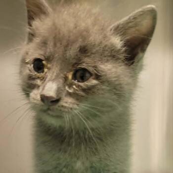 Pecan -  Domestic Short Hair Cat for Adoption in Concord, North Carolina - Pecan | PetCurious