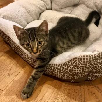 Domestic Short Hair Cats Available for Adoption - Benedict | PetCurious