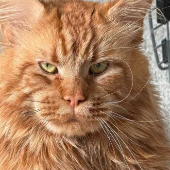 Simba Richins -  Maine Coon Cat for Adoption in Eagle Mountain, Utah - Simba Richins | PetCurious