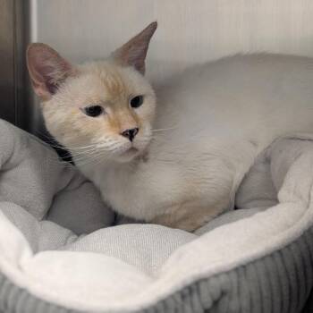 Gizmo -  Domestic Short Hair Cat for Adoption in West Palm Beach, Florida - Gizmo | PetCurious