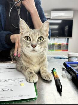 Cucumber -  Domestic Short Hair Cat for Adoption in Marietta, Georgia - Cucumber | PetCurious