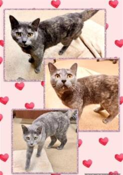 ISBELL -  Domestic Short Hair Cat for Adoption in Derwood, Maryland - ISBELL | PetCurious