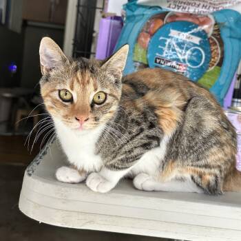 Carmel -  Calico Cat for Adoption in Sacramento, California - Carmel | PetCurious