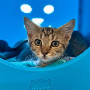 SAMURAI -  Domestic Short Hair Cat for Adoption in Leesburg, Virginia - SAMURAI | PetCurious