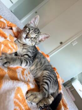 Mars -  Domestic Short Hair Cat for Adoption in Hudson, New Hampshire - Mars | PetCurious