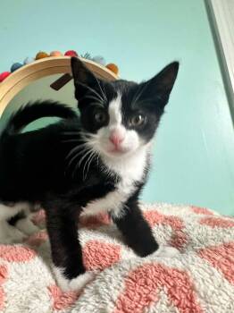 Rental -  Domestic Short Hair Cat for Adoption in East Lansing, Michigan - Rental | PetCurious