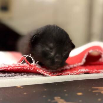 Domestic Short Hair Cats Available for Adoption in San Antonio, Texas - Hyphen | PetCurious