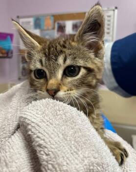 Septimus -  Domestic Short Hair Cat for Adoption in Vancouver, Washington - Septimus | PetCurious