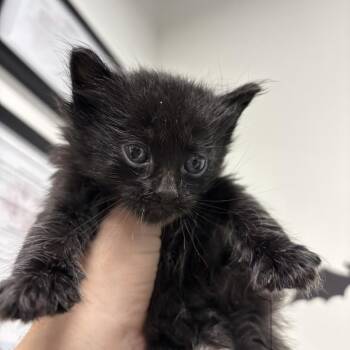 Gordon -  Domestic Long Hair Cat for Adoption in Tampa, Florida - Gordon | PetCurious