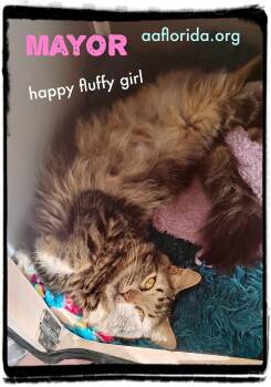 Mayor -  Domestic Medium Hair and Tabby Cat for Adoption in Pensacola, Florida - Mayor | PetCurious