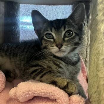 Trucker -  Domestic Short Hair Cat for Adoption in Walnut Creek, California - Trucker | PetCurious