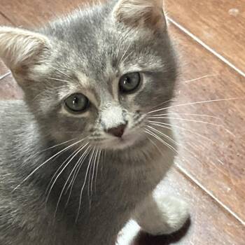 Rachel -  Domestic Short Hair Cat for Adoption in Franklin, Tennessee - Rachel | PetCurious