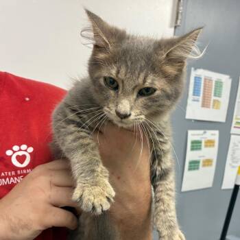 Falcor -  Domestic Medium Hair Cat for Adoption in Birmingham, Alabama - Falcor | PetCurious
