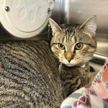 Katniss -  Domestic Short Hair Cat for Adoption in Knoxville, Tennessee - Katniss | PetCurious