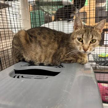 Jaffa -  Domestic Short Hair Cat for Adoption in Raleigh, North Carolina - Jaffa | PetCurious