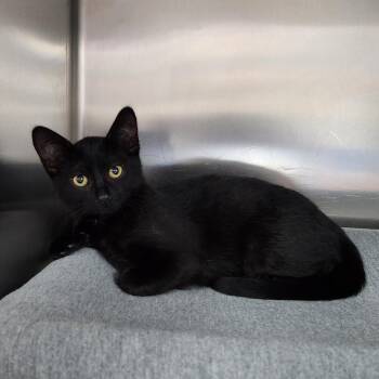 Gisele -  Domestic Short Hair Cat for Adoption in Walker, Michigan - Gisele | PetCurious