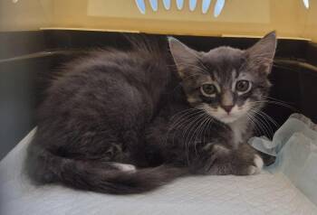 Wyatt -  Domestic Short Hair Cat for Adoption in Oviedo, Florida - Wyatt | PetCurious