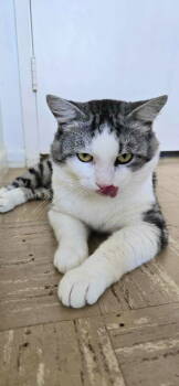 Rescue Tabby and Domestic Short Hair Cats for Adoption in Laguna Niguel, California - Mack | PetCurious