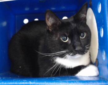 MAC -  Domestic Short Hair Cat for Adoption in Orlando, Florida - MAC | PetCurious