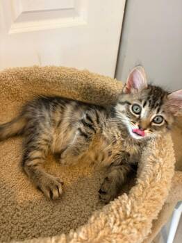 Domestic Short Hair Cats Available for Adoption - Zack | PetCurious