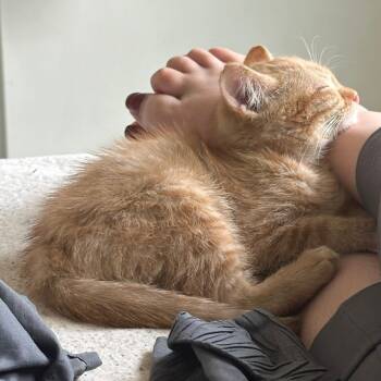 Rescue Domestic Short Hair Cats for Adoption in Union, Missouri - Redford | PetCurious