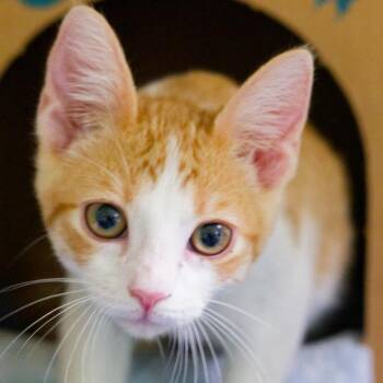 Solar Flare -  Domestic Short Hair Cat for Adoption in Hot Springs, Arkansas - Solar Flare | PetCurious