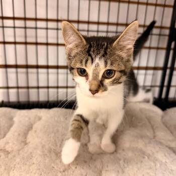 Luke -  Domestic Short Hair Cat for Adoption in Pawling, New York - Luke | PetCurious