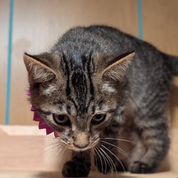 Catra -  Domestic Short Hair Cat for Adoption in Johnstown, Pennsylvania - Catra | PetCurious