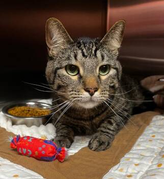 Domestic Short Hair Cats Available for Adoption - Tigger | PetCurious