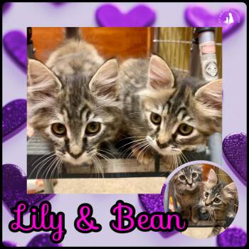 Lily & Bean - BONDED PAIR -  Domestic Medium Hair Cat for Adoption in San Jose, California - Lily & Bean - BONDED PAIR | PetCurious