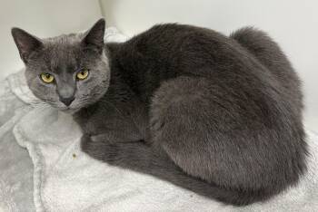 Clovis -  Domestic Short Hair Cat for Adoption in Mansfield, Connecticut - Clovis | PetCurious