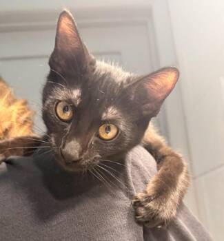 Presley -  Domestic Short Hair Cat for Adoption in Golden, Colorado - Presley | PetCurious