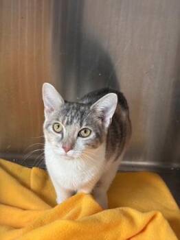 Domestic Short Hair Cats Available for Adoption - Hattie | PetCurious