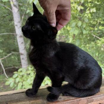Patch -  Bombay and Domestic Short Hair Cat for Adoption in Knoxville, Tennessee - Patch | PetCurious
