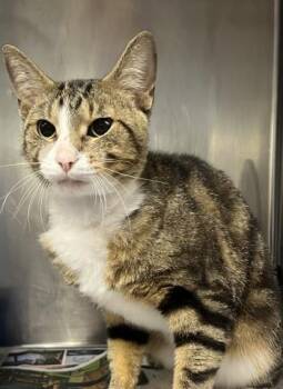 MOPAR -  Domestic Short Hair Cat for Adoption - MOPAR | PetCurious