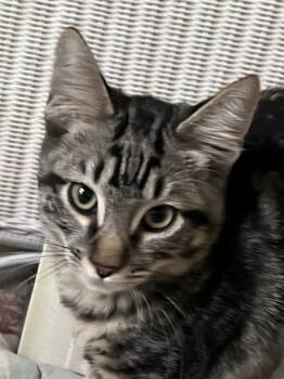 Rescue Domestic Short Hair Cats for Adoption in Antioch, California - Wallace | PetCurious