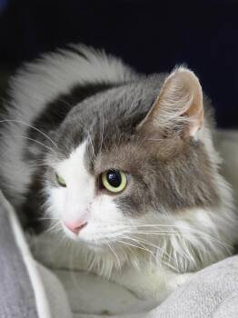 Geo -  Domestic Long Hair Cat for Adoption in Huntington, Indiana - Geo | PetCurious